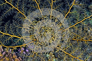 Basket star