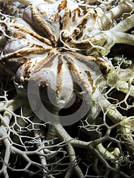 Basket Star (Gorgonocephalus eucnemis)