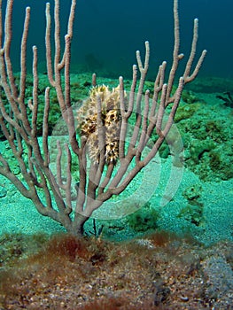 Basket Star and Sea Rod
