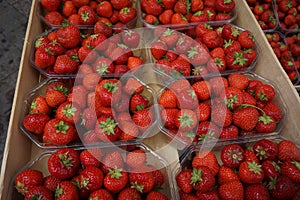 Basket of Strawberries