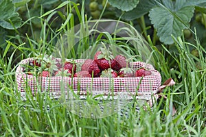 Basket of strawberries in the grass close-up