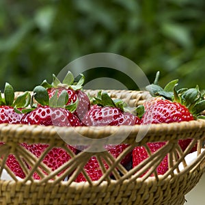 Basket Strawberries green