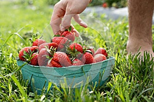 Basket of strawberries just picked at strawberry farm