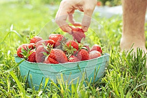 Basket of strawberries just picked at strawberry farm