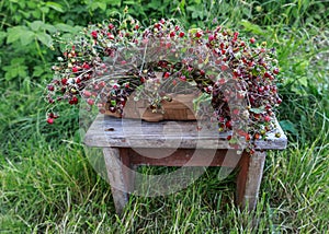 Basket with strawberries standing on a wooden bench.