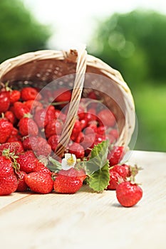 Basket with strawberry