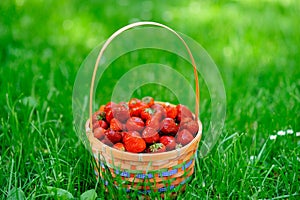 basket with strawberry on green grass