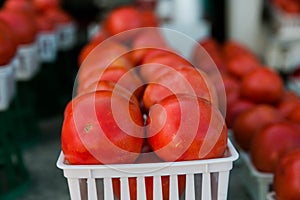 A basket of summer large tomatoes amongst wos of tomatoes for sale at a summer farmer's market