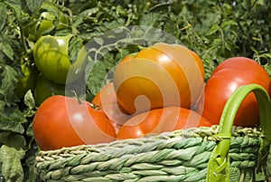 Basket of tomatoes in the garden