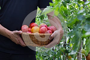 A basket of tomatoes on garden. View left