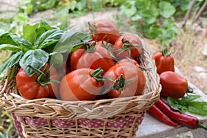 Basket of tomatoes in a vegetable garden