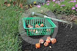 Basket with tulip bulbs is next to the bulbs group and garden ripper