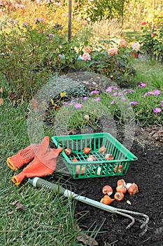 Basket with tulip bulbs is next to the bulbs group, garden ripper and gloves