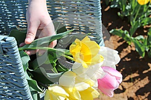 Basket of Tulips