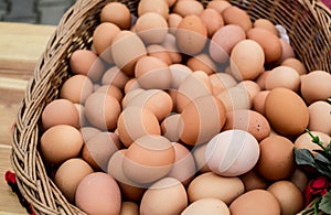 Basket of twigs with chicken eggs