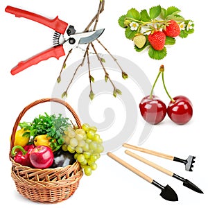 Basket with vegetables and fruits, pruner and other gardening tools isolated on white . Collage. The concept is gardening and