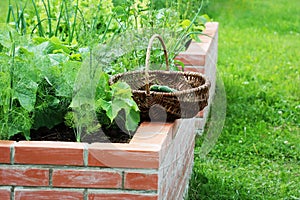 Basket with vegetables. Raised beds gardening in an urban garden