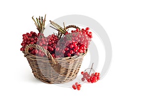 Basket with a viburnum photo