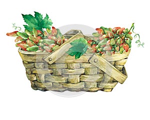 Basket wattled of veneer with fresh bunches of grapes.