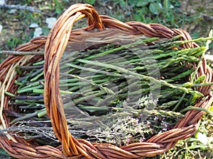 Basket with wild asparagus, lerida, spain, europe