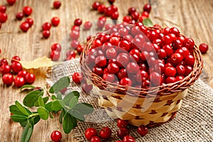 Basket with wild autumn forest berry - lingonberry