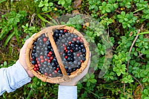 Basket with wild berries in hand on a background of green grass