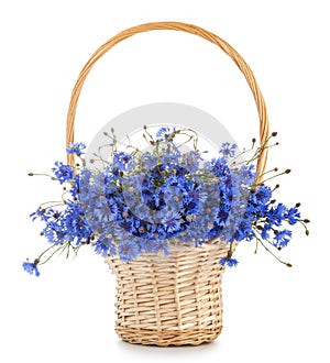 Basket with wild flowers. Blue cornflowers isolated on white background