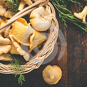 Basket with wild mushrooms chanterelles closeup on a dark background