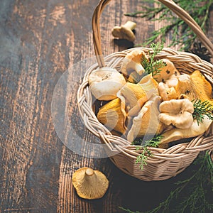 Basket with wild mushrooms chanterelles on a dark background