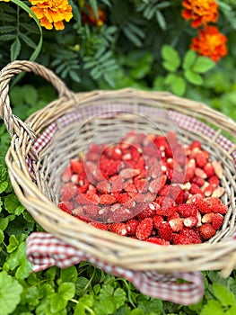 basket with wild strawberries, basket in the grass with fruit, ripe wild strawberries, garden