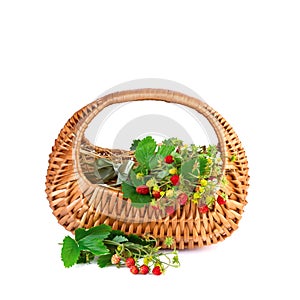 Basket of Wild Strawberries isolated on white background