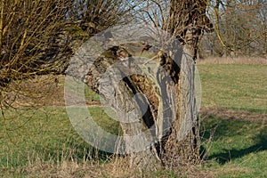 Basket Willow Salix viminalis,Rhineland,Germany