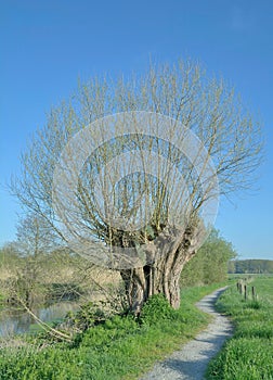 Basket Willow Salix Viminalis,Rhineland,Germany photo