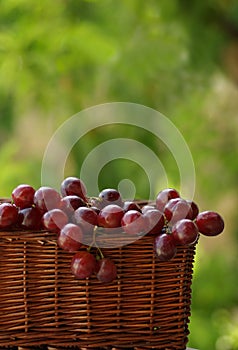 Basket of wine grapes.