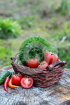 Basket and wooden plate with fresh vegetables (tomatoes, cucumber, chili pepers, dill) on wooden background. Outdoor, in