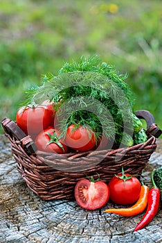 Basket and wooden plate with fresh vegetables (tomatoes, cucumber, chili pepers, dill) on wooden background. Outdoor, in