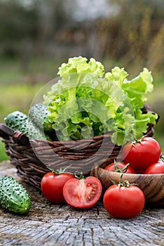 Basket and wooden plate with fresh vegetables (tomatoes, cucumber, chili pepers, dill and lettuce) on wooden background.