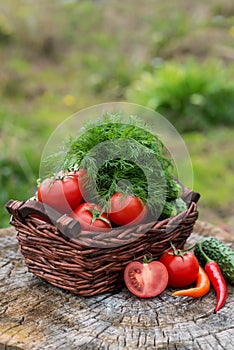 Basket and wooden plate with fresh vegetables (tomatoes, cucumber, chili pepers, dill) on wooden background. Outdoor, in