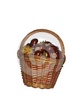 Basket woven from willow twigs filled with wild chestnut fruits isolated on a white background