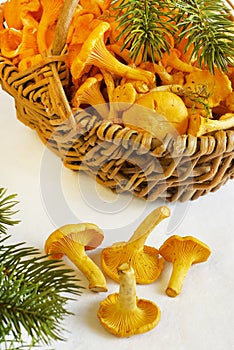 Basket with young chanterelle photo
