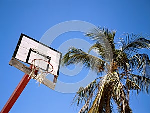 Basketball basket and palm against clear blue sky photo