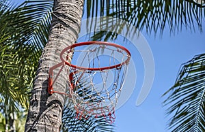 Basketball basket on palm tree