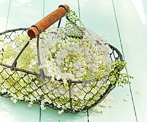 Basketful of dainty white elderflowers