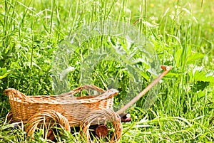 Basketry on nature