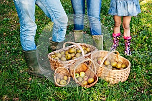 Baskets of apples on the grass and family legs behind