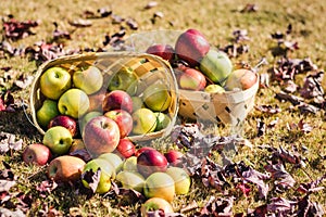 Baskets of Apples Surrounded by Fallen Autumn Leaves