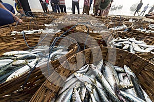 Baskets of freshly catched sardine fishes