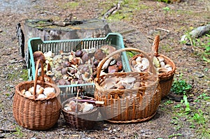 Baskets full of different mushrooms in forest