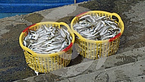 baskets full of fish at phu quoc harbor
