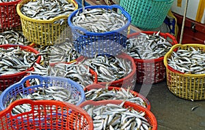 baskets full of fish at phu quoc harbor